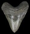 Serrated, Megalodon Tooth - Georgia #60912-1